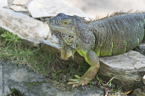Closeup of green iguana