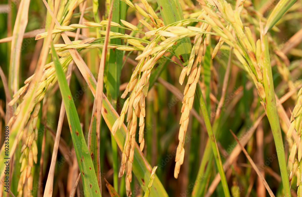 The rice fields in farmland The rice fields in farmland