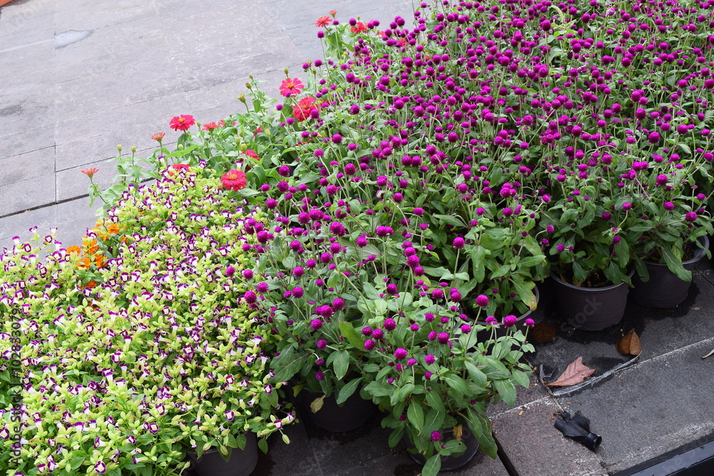 flower festival for Lunar new year decoration in Vietnam with many kind of colorful flowers flower festival for Lunar new year decoration in Vietnam with many kind of colorful flowers