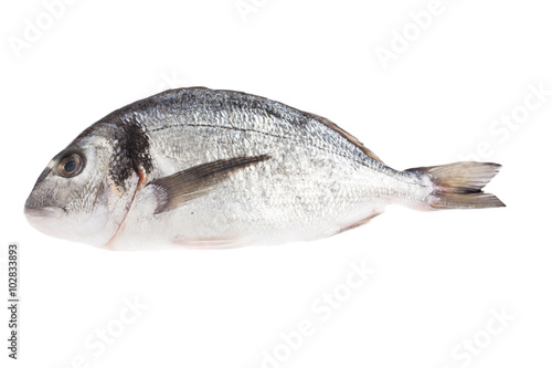 Fresh raw fish isolated on white