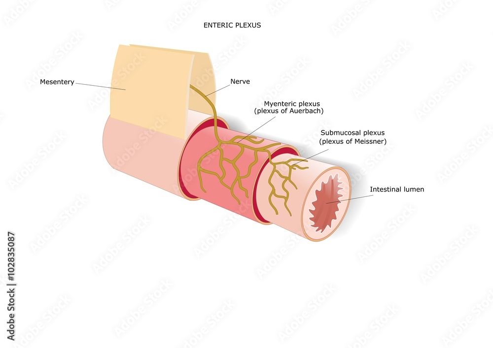 Plexus Intrinseque Vetor de structure of the enteric plexus of the intestine do Stock ...