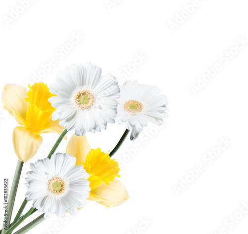 Gerber Daisy  and narcissus isolated on white background