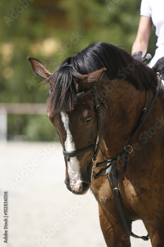 Face of a beautiful purebred racehorse on show jumping training