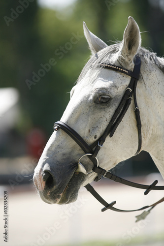 Horse head portrait closeup at equestrian show jumping training