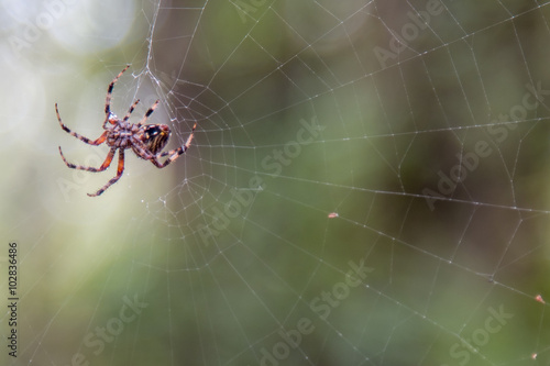 Dripping Spider Rebuilding her Web after Rain