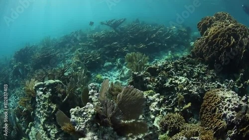Wallpaper Mural Elkhorn Corals on Caribbean Reef Torontodigital.ca