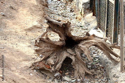 Dead Tree roots and base 