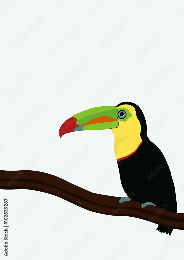 Fototapeta premium Toucan on a branch