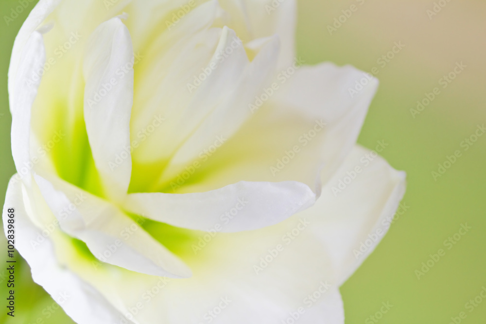 Obraz premium Weiße Amaryllis