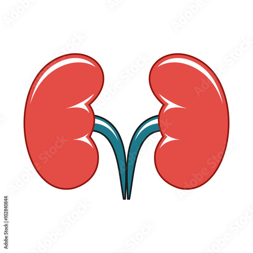 kidneys cartoon icon isolated on white background