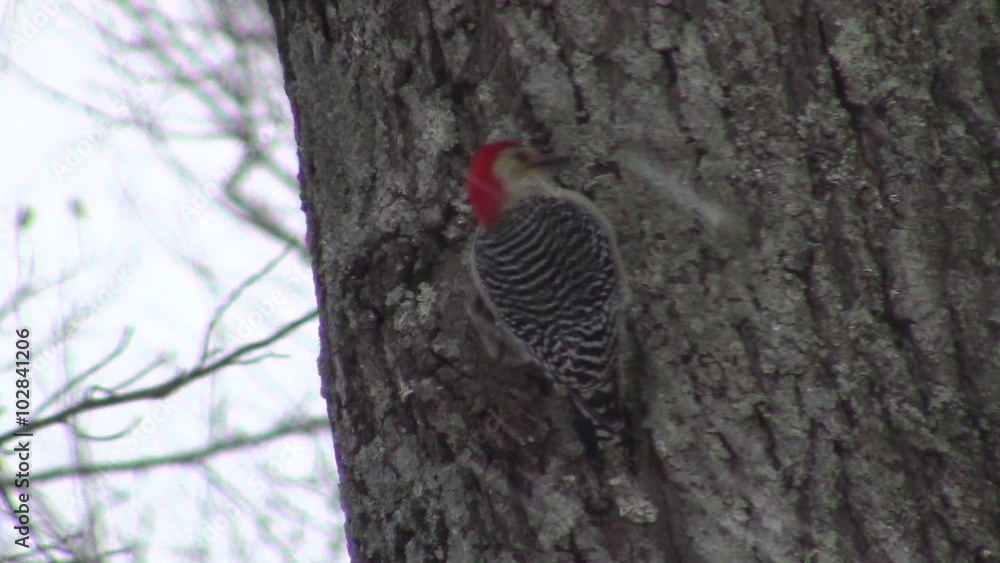 red-bellied woodpecker (Melanerpes carolinus) perched on trunk tree under snowstorm