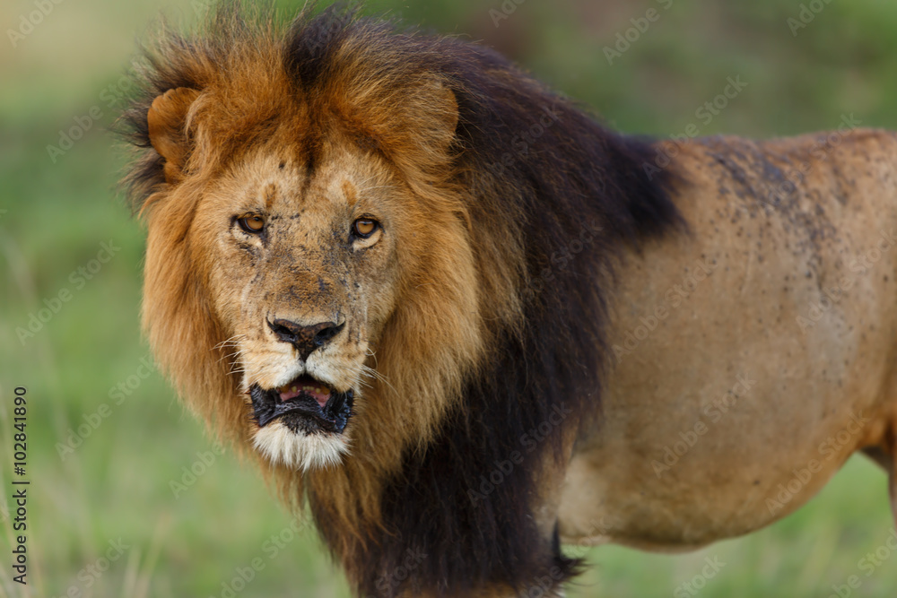 Portrait of Lion Lipstick of Rekero Pride in Masai Mara, Kenya Portrait of Lion Lipstick of Rekero Pride in Masai Mara, Kenya