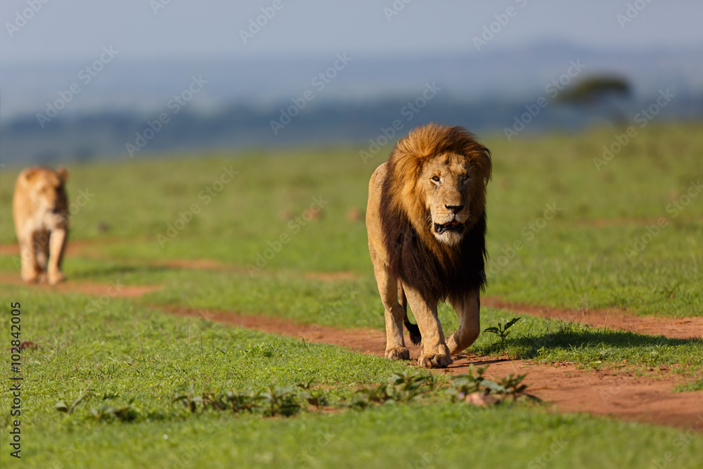 Naklejka premium Lion Notch II with following Lioness in Masai Mara, Kenya