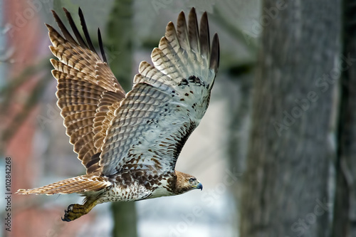 Samolepka Red-tailed Hawk in Flight