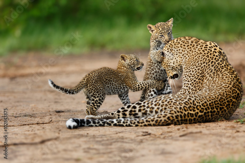 Leopard Bahati with her two boys in Masai Mara, Kenya