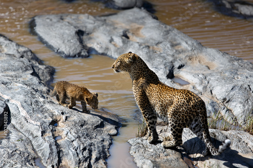 Fotografie Leopard Bahati with her cub on the stones of Talek River in Masai Mara