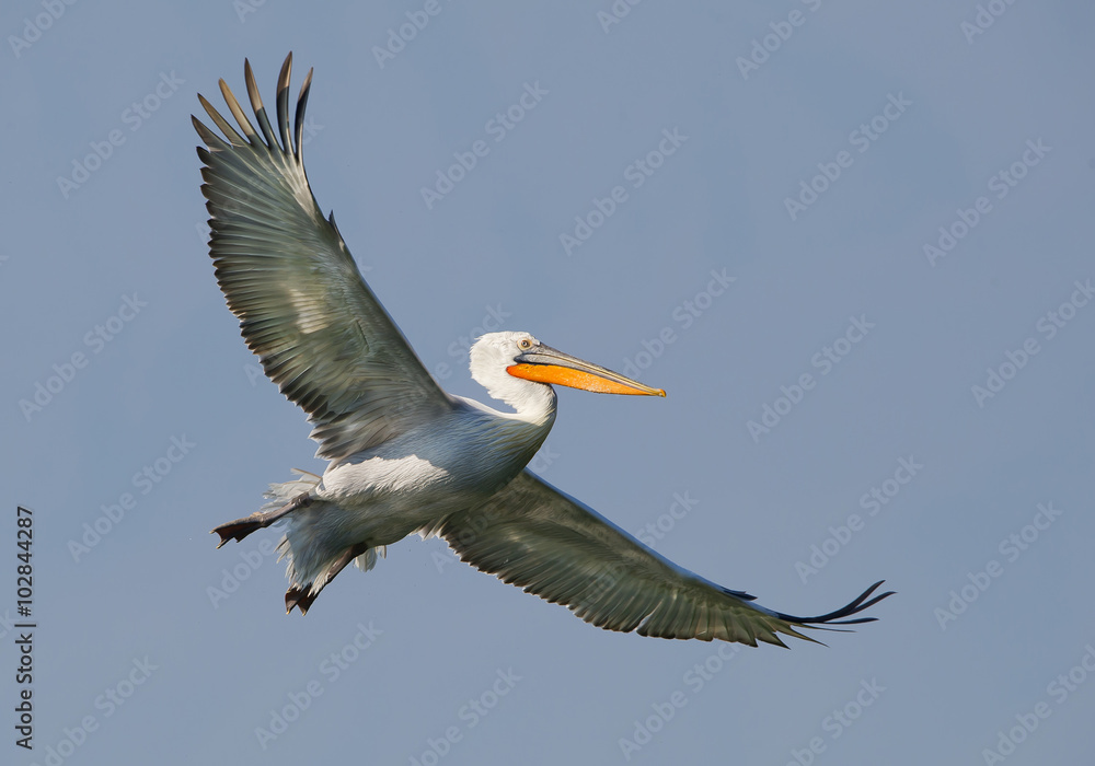 Obraz premium Dalmatian pelican in flight, clean blue background, Greece