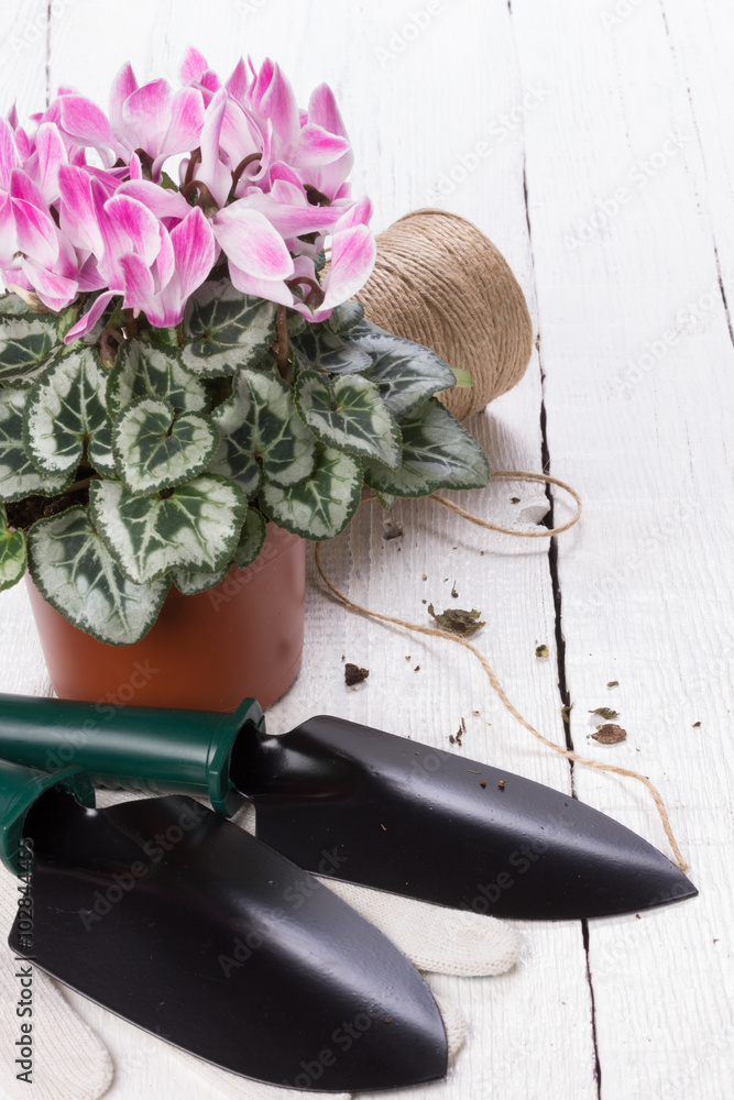 Caring for houseplants