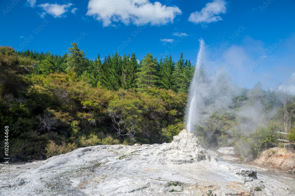 Lady Knox Geyser erupting at Wai-O-Tapu  geothermal area in New Zealand