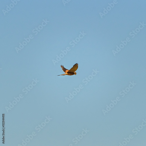 Falke im flug photo