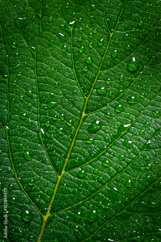 Green leaf with water drops, texture background, macro