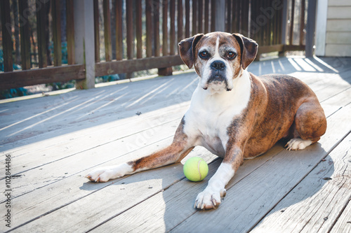 Old Boxer Dog