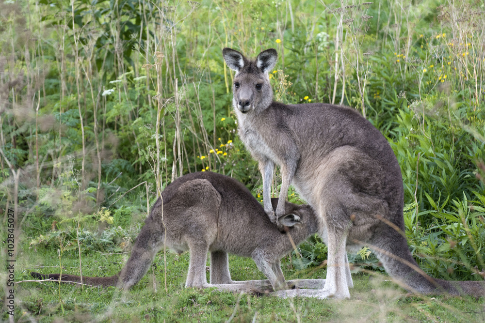 Kangaroo with little joey in Australia Kangaroo with little joey in Australia