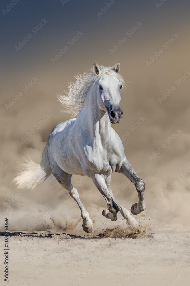 White horse with long mane run in desert dust