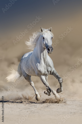 White horse with long mane run in desert dust © callipso88