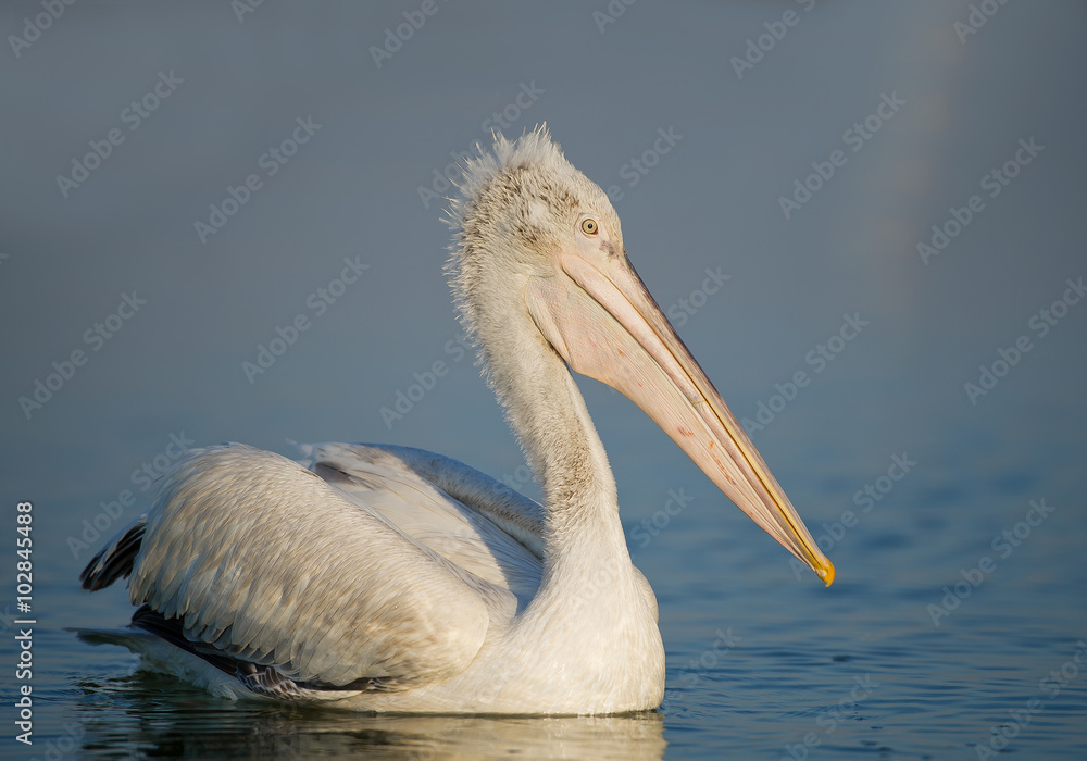 Young dalmatian pelican on water, clean blue background, Greece Young dalmatian pelican on water, clean blue background, Greece