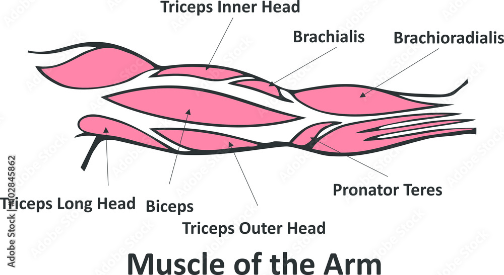 Muscles of the arm anatomy Stock Vector Biology Diagrams