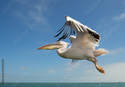 White pelican in flight with clean background, Namibia, Africa