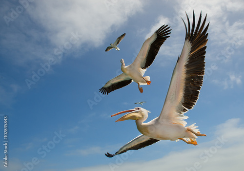 Two white pelicans and two seagulls in flight with clean background, Namibia, Africa © mzphoto11