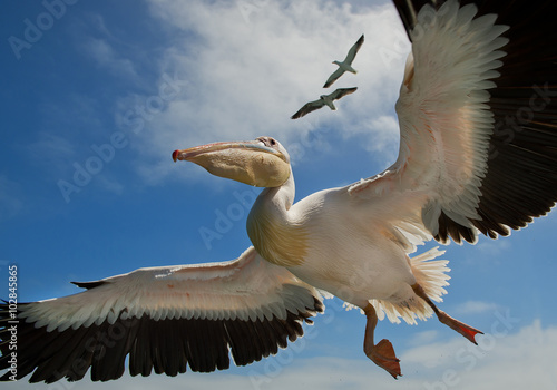 White pelican in flight closeup, two seaguls above, Namibia, Africa