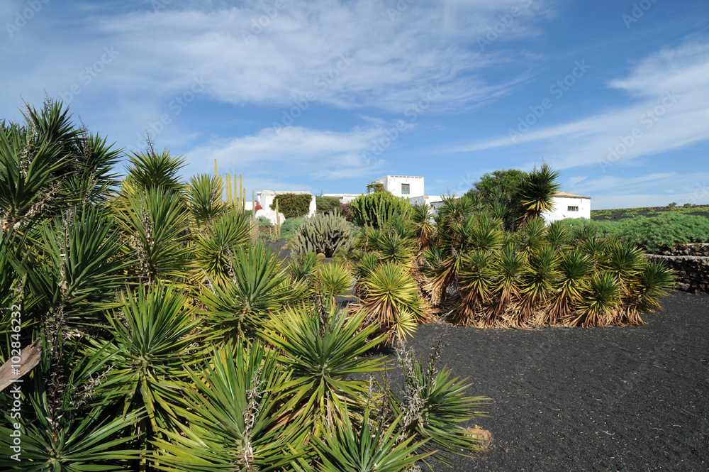 Yuccas au musée agricole El Patio à Tiagua à Lanzarote