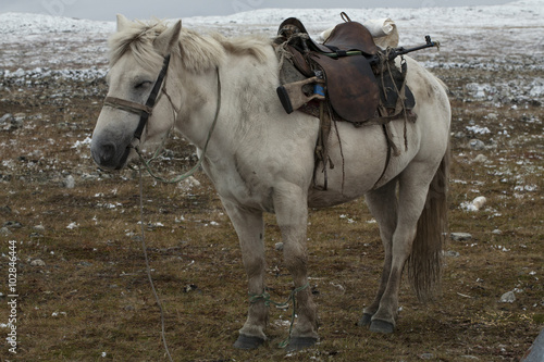 A horse with a gun under the seat. Yakutia. Russia. © olenyok