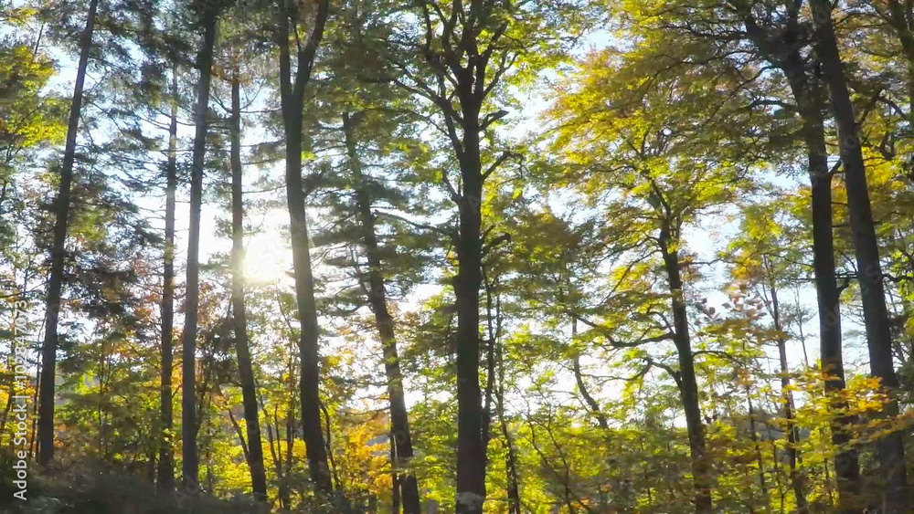 Autumn Driving - Driving on a beautiful country road - slow motion - sunbeams - different takes Autumn Driving - Driving on a beautiful country road - slow motion - sunbeams - different takes