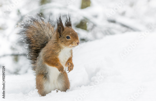 Fototapeta Red squirrel