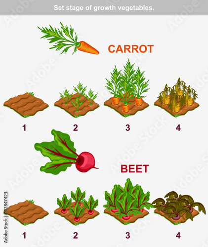 Set stage of growth vegetables. Carrot and beet in vector for playing a perspective. game element