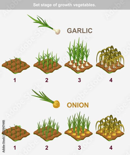 Set stage of growth vegetables. . Garlik and onion in vector for playing a perspective. game element