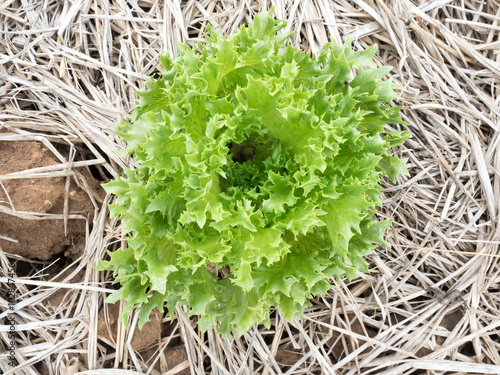 Young Curled Lettuc photo