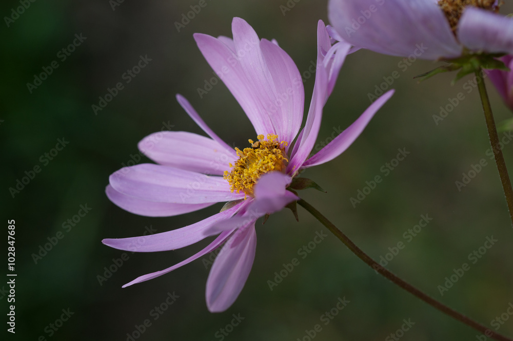 Obraz premium fiore viola,cosmos bipinnatus