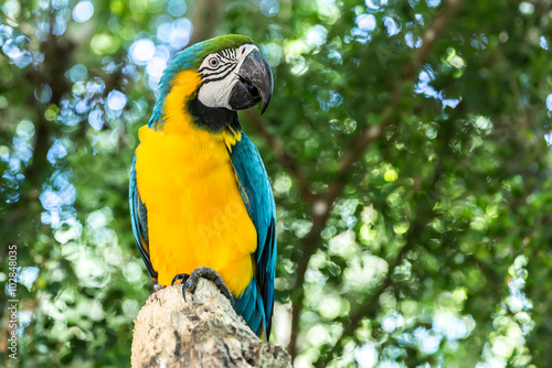 Blue and Yellow Macaw on the nature