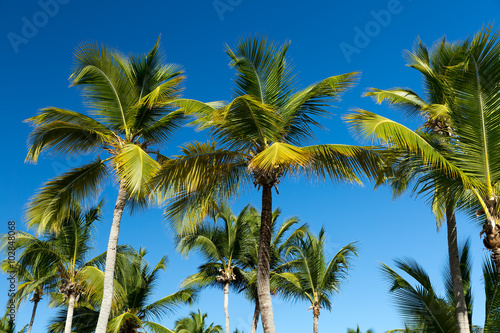 Palm tree on the beach