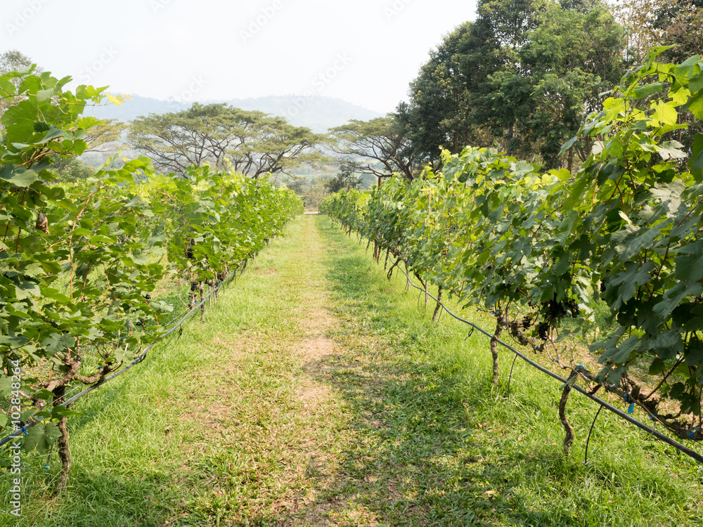 green vineyard countryside