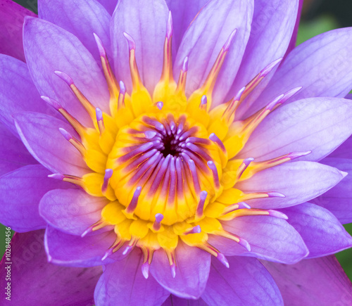 Beautiful purple water lilly or lotus on water