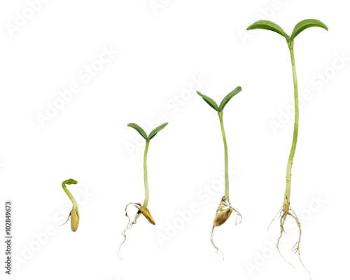 Germination Sequence Of Cantaloupe Plant Evolution Concept
