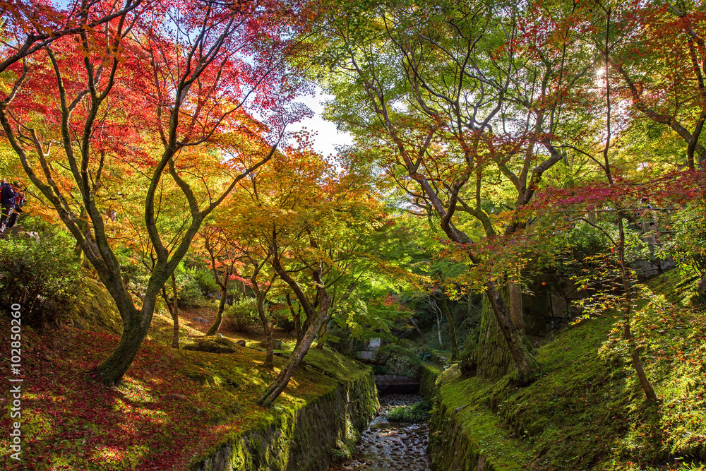 Colorful autumn leaves in Tofukuji, Kyoto