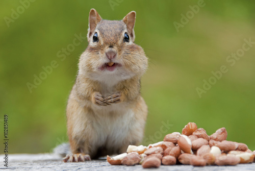 Chipmunk eating peanuts photo