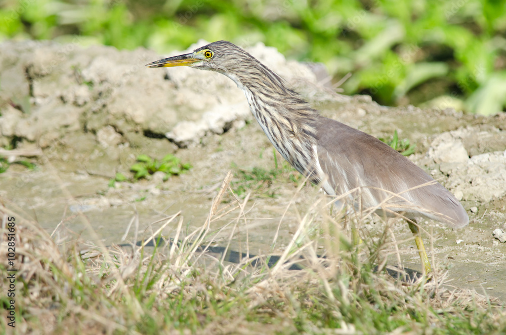 Chinese Pond Heron Looking for Food in the Mud, Hong Kong, China Chinese Pond Heron Looking for Food in the Mud, Hong Kong, China